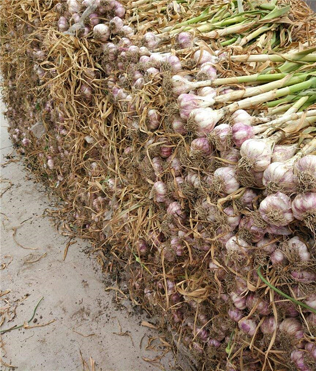 苍山芦柞大蒜价格动态与市场分析报告