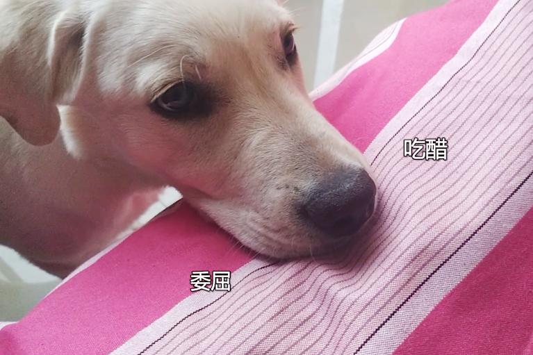 最新犬类性行为研究揭秘，特点与重要性探究